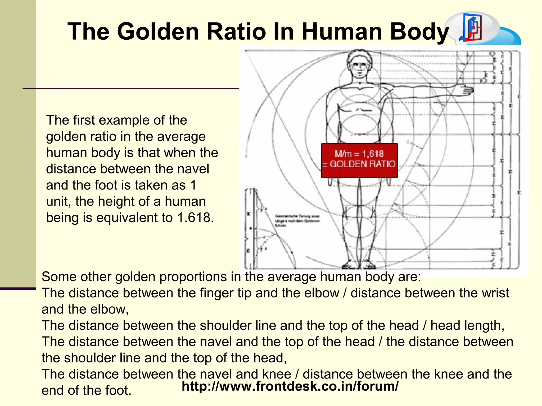 THE GOLDEN RATIO IN HUMAN BODY The first example of the golden ratio in the average human body is that when the distance between the navel and the foot is taken as 1 unit, the height of a human being is equivalent to 1.618.  Some other golden proportions in the average human body are: The distance between the finger tip and the elbow / distance between the wrist and the elbow, The distance between the shoulder line and the top of the head / head length, The distance between the navel and the top of the head / the distance between the shoulder line and the top of the head, The distance between the navel and knee / distance between the knee and the end of the foot. 
