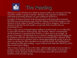 The Reading Altruism is a type of behavior in which an animal sacrifices its own interest for that of another animal or group of animals. Altruism is the opposite of selfishness; individuals performing altruistic acts gain nothing for themselves. Examples of altruism abound, both among humans and among other mammals. Unselfish acts among humans range from the sharing of food with strangers to the donation of body organs to family members, and even to strangers. Such acts are altruistic in that they benefit another, yet provide little reward to the one performing the act. In fact, many species of animals appear willing to sacrifice food, or even their life, to assist other members of their group. The meerkat, which is a mammal that dwells in burrows in grassland areas of Africa, is often cited as an example. In groups of meerkats, an individual acts as a sentinel, standing guard and looking out for predators while the others hunt for food or eat food they have obtained. If the sentinel meerkat sees a predator such as a hawk approaching the group, it gives an alarm cry alerting the other meerkats to run and seek shelter. By standing guard, the sentinel meerkat gains nothing - it goes without food while the others eat, and it places itself in grave danger.  After it issues an alarm, it has to flee alone, which might make it more at risk to a predator, since animals in groups are often able to work together to fend off a predator. So the altruistic sentinel behavior helps ensure the survival of other members of the meerkat’s group.  
