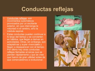 Conductas reflejas
• Conductas reflejas: son
movimientos automáticos
provocados por un excitante
exterior, sin que intervenga la
voluntad ni el cerebro, sino la
médula espinal.
• Estas conductas pueden continuar a
lo largo del tiempo y se convierten
en hábitos, que llegan a derivar en
actividades. Otras, sin embargo, son
adaptativas y super vivenciales y
llegan a desaparecer con el tiempo.
Por último hay otras conductas
reflejas llamadas arcaicas que se
pierden rápidamente y que se cree
que fueron de gran utilidad antes de
que comenzáremos a evolucionar.
 