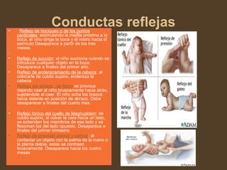 Conductas reflejas• · Reflejo de hociqueo o de los puntos
cardinales: estimulando la mejilla próxima a la
boca, el niño dirige la boca y el rostro hacia el
estímulo Desaparece a partir de los tres
meses.
·
• Reflejo de succión: el niño succiona cuando se
introduce cualquier objeto en la boca.
Desaparece a finales del primer año.
• Reflejo de enderezamiento de la cabeza: al
colocarle de cubito supino, endereza la
cabeza.
• Reflejo del abrazo : de Moro se provoca
dejando caer al niño bruscamente hacia atrás,
sujetándole al caer. El niño echa los brazos
hacia delante en posición de abrazo. Debe
desaparecer a finales del cuarto mes.
·
• Reflejo tónico del cuello de Magnusklein: de
cubito supino, al volver la cara hacia un lado,
se extienden los miembros de ese lado y se
flexionan los del lado opuesto. Desaparece a
finales del primer trimestre.
• Reflejo de prensión plantar y palmar: al
contactar un objeto con la palma de la mano o
la planta delpie, estas se contraen
bruscamente. Desaparece hacia los cuatro
meses
 