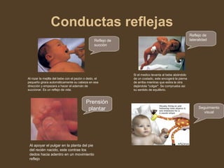 Conductas reflejas
Al rozar la mejilla del bebe con el pezón o dedo, el
pequeño girara automáticamente su cabeza en esa
dirección y empezara a hacer el ademán de
succionar. Es un reflejo de vida.
Si el medico levanta al bebe alzándolo
de un costado, este encogerá la pierna
de arriba mientras que estira la otra
dejándola "colgar". Se comprueba asi
su sentido de equilibrio.
Reflejo de
succión
Reflejo de
lateralidad
Prensión
plantar
Al apoyar el pulgar en la planta del pie
del recién nacido, este contrae los
dedos hacia adentro en un movimiento
reflejo
Seguimiento
visual
 