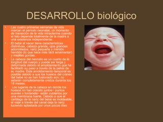 DESARROLLO biológico
• Las cuatro primeras semanas de vida
marcan el período neonatal, un momento
de transición de la vida intrauterina cuando
el feto depende totalmente de la madre a
una existencia independiente.
• El bebé al nacer tiene características
distintivas, cabeza grande, ojos grandes
adormilados, nariz pequeña y mentón
hendido (lo que hace más fácil amamantar)
y mejillas gordas.
• La cabeza del neonato es un cuarto de la
longitud del cuerpo y puede ser larga y
deformada debido al amoldamiento que ha
facilitado su paso a través de la pelvis de
su madre. Este amoldamiento temporal es
posible debido a que los huesos del cráneo
del bebé no se han fusionado aún; no
estarán completamente unidos durante los
18 meses.
• Los lugares de la cabeza en donde los
huesos no han crecido juntos− puntos
suaves o fontanela− están cubiertos por
una membrana fuerte. Debido a que el
cartílago de la nariz del bebé es moldeable,
el viaje a través del canal deja la nariz
luciendo aplastada por unos pocos días
 
