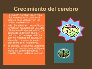 Crecimiento del cerebro
• El cerebro humano crece más
rápido mientras el bebé está
todavía en el vientre y en los
primeros meses de
• vida. En el feto en desarrollo, se
forman un promedio de 250.000
células cerebrales por minuto, a
través de la división celular
(mitosis); así la mayoría de los
cien mil millones de células en
el cerebro humano ya están
presentes en el nacimiento.
• El cerebro, la columna vertebral
y una red de nervios que llega a
todas las partes del cuerpo
constituyen el sistema nervioso.
 