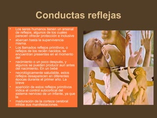 Conductas reflejas
• Los seres humanos tienen un arsenal
de reflejos, algunos de los cuales
parecen ofrecer protección e inclusive
• abarcan hasta la supervivencia
misma.
• Los llamados reflejos primitivos, o
reflejos de los recién nacidos, se
encuentran presentes en el momento
del
• nacimiento o un poco después, y
algunos se pueden producir aun antes
del nacimiento. En un bebé
• necrológicamente saludable, estos
reflejos desaparecen en diferentes
épocas durante el primer año. La
breve
• aparición de estos reflejos primitivos
indica el control subcortical del
sistema nervioso de un infante, ya que
la
• maduración de la corteza cerebral
inhibe sus manifestaciones.
 