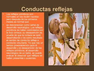 Conductas reflejas
• Los reflejos primitivos son
normales en los recién nacidos
pero después de los primeros
meses es normal que
• se desvanezcan como señal de
desarrollo neurológico. Los reflejos
primitivos se hallan controlados por
la Sub corteza; su desaparición es
prueba de que la corteza se está
desarrollando y da como resultado
el cambio de conducta refleja a
conducta voluntaria. Ya que hay un
tiempo preestablecido para el
desarrollo y la desaparición de los
reflejos primitivos, el desarrollo
neurológico de un bebé, se puede
evaluar al observar qué reflejos se
hallan presentes o ausentes.
 