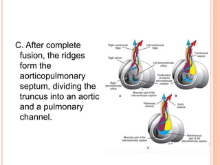 C. After complete
fusion, the ridges
form the
aorticopulmonary
septum, dividing the
truncus into an aortic
and a pulmonary
channel.
 