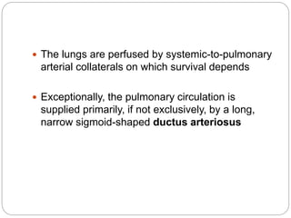  The lungs are perfused by systemic-to-pulmonary
arterial collaterals on which survival depends
 Exceptionally, the pulmonary circulation is
supplied primarily, if not exclusively, by a long,
narrow sigmoid-shaped ductus arteriosus
 