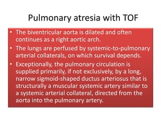 • The biventricular aorta is dilated and often
continues as a right aortic arch.
• The lungs are perfused by systemic-to-pulmonary
arterial collaterals, on which survival depends.
• Exceptionally, the pulmonary circulation is
supplied primarily, if not exclusively, by a long,
narrow sigmoid-shaped ductus arteriosus that is
structurally a muscular systemic artery similar to
a systemic arterial collateral, directed from the
aorta into the pulmonary artery.
Pulmonary atresia with TOF
 