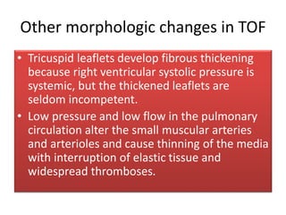 Other morphologic changes in TOF
• Tricuspid leaflets develop fibrous thickening
because right ventricular systolic pressure is
systemic, but the thickened leaflets are
seldom incompetent.
• Low pressure and low flow in the pulmonary
circulation alter the small muscular arteries
and arterioles and cause thinning of the media
with interruption of elastic tissue and
widespread thromboses.
 