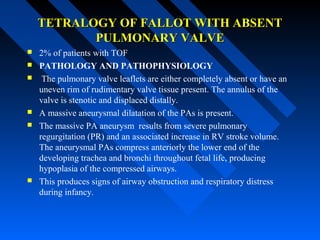TETRALOGY OF FALLOT WITH ABSENTTETRALOGY OF FALLOT WITH ABSENT
PULMONARY VALVEPULMONARY VALVE
 2% of patients with TOF
 PATHOLOGY AND PATHOPHYSIOLOGY
 The pulmonary valve leaflets are either completely absent or have an
uneven rim of rudimentary valve tissue present. The annulus of the
valve is stenotic and displaced distally.
 A massive aneurysmal dilatation of the PAs is present.
 The massive PA aneurysm results from severe pulmonary
regurgitation (PR) and an associated increase in RV stroke volume.
The aneurysmal PAs compress anteriorly the lower end of the
developing trachea and bronchi throughout fetal life, producing
hypoplasia of the compressed airways.
 This produces signs of airway obstruction and respiratory distress
during infancy.
 