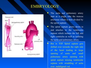 EMBRYOLOGY
 The aorta and pulmonary artery
start as a single tube the truncus
arteriosus which is then divided by
the spiral septum.
 The spiral septum grows down to
and attaches to the ventricular
septum which isolates the left and
right ventricles as well as isolating
the aorta and pulmonary artery.
 But in TOF Spiral septum gets
shifted over towards the right side
of the heart leading to large
opening of aorta and small
pulmonary artery opening with
spiral septum missing ventricular
septum with straddling of aorta
over malaligned vsd.
 