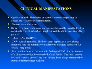 CLINICAL MANIFESTATIONS
 Cyanotic at birth. The degree of cyanosis depends on patency of
ductus and systemic collateral arteries .
 Murmur cannot be heard.
 However, a faint, continuous murmur may be audible from the PDA or
collaterals. The S2 is loud and single. A systolic click is occasionally
present.
 ECG - RAD and RVH.
 CXR- normal heart size. The heart often appears as a boot-shaped
silhouette and the pulmonary vascularity is markedly decreased (i.e.,
“black” lung field).
 Echo studies show all the anatomic findings of TOF plus the absence
of a direct connection between the RV and the PA. The small branch
PAs and “vertical ductus” are well imaged from a high parasternal or
suprasternal transducer position.
 