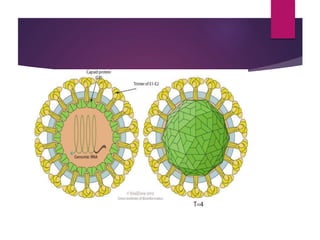 Classification
1. Alphavirus (Arthropod born virus)
2. Rubivirus / Rebella virus (Human pathogen)
 Alphaviruses are trans...