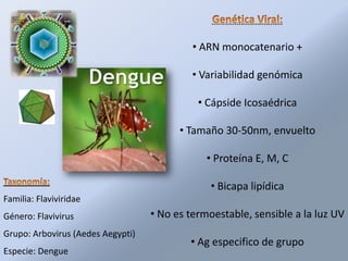 • ARN monocatenario +

                                            • Variabilidad genómica

                                             • Cápside Icosaédrica

                                         • Tamaño 30-50nm, envuelto

                                               • Proteína E, M, C

                                                • Bicapa lipídica
Familia: Flaviviridae
Género: Flavivirus                 • No es termoestable, sensible a la luz UV
Grupo: Arbovirus (Aedes Aegypti)
                                           • Ag especifico de grupo
Especie: Dengue
 