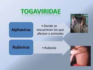 • Donde se
Alphavirus   encuentran los que
             afectan a animales


Rubivirus       • Rubeola
 
