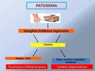 PATOGENIA




             Ganglios linfáticos regionales



                            Viremia




      Hígado, riñón                   Bazo, corazón y ganglios
                                              linfáticos
*Se produce infiltración grasa        Cambios degenerativos
 