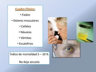• Fiebre
 • Dolores musculares
       • Cefalea
      • Náuseas
      • Vómitos
     • Escalofrios


Índice de mortalidad 5 – 10 %

      No deja secuela
 