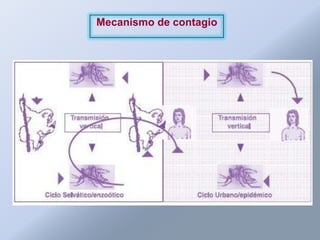 Mecanismo de contagio
 