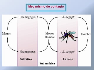 Mecanismo de contagio
 