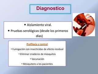Diagnostico


               Aislamiento viral.
 Pruebas serológicas (desde los primeros
                   días)


  • Fumigación con insecticidas de efecto residual
         • Eliminar criaderos de mosquitos
                   • Vacunación
           • Mosquitero a los pacientes
 