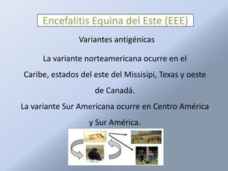 Encefalitis Equina del Este (EEE)
                Variantes antigénicas

     La variante norteamericana ocurre en el
Caribe, estados del este del Missisipi, Texas y oeste
                    de Canadá.
La variante Sur Americana ocurre en Centro América
                  y Sur América.
 
