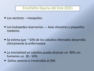 Encefalitis Equina del Este (EEE)

 Los vectores -- mosquitos.

 Los huéspedes reservorios --- Aves silvestres y pequeños
  roedores.

 Se estima que ~10% de los caballos infectados desarrolla
  clínicamente la enfermedad.

 La mortalidad en caballos puede alcanzar un 90%; en
  humanos un 30 - 50%.
 Daños severos e irreversible al SNC
 