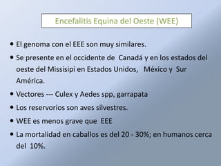 Encefalitis Equina del Oeste (WEE)

 El genoma con el EEE son muy similares.
 Se presente en el occidente de Canadá y en los estados del
  oeste del Missisipi en Estados Unidos, México y Sur
  América.
 Vectores --- Culex y Aedes spp, garrapata
 Los reservorios son aves silvestres.
 WEE es menos grave que EEE
 La mortalidad en caballos es del 20 - 30%; en humanos cerca
  del 10%.
 