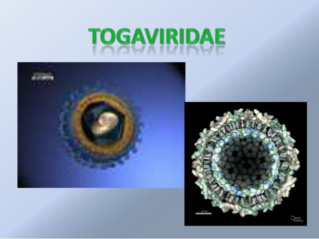 eee virus