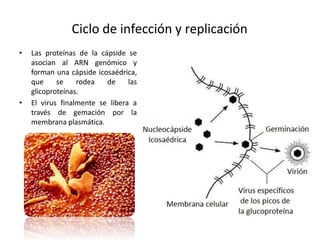 • Las proteínas de la cápside se
asocian al ARN genómico y
forman una cápside icosaédrica,
que se rodea de las
glicoproteínas.
• El virus finalmente se libera a
través de gemación por la
membrana plasmática.
Ciclo de infección y replicación
 