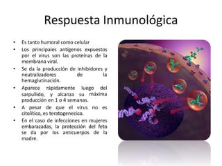 Respuesta Inmunológica
• Es tanto humoral como celular
• Los principales antígenos expuestos
por el virus son las proteínas de la
membrana viral.
• Se da la producción de inhibidores y
neutralizadores de la
hemaglutinación.
• Aparece rápidamente luego del
sarpullido, y alcanza su máxima
producción en 1 o 4 semanas.
• A pesar de que el virus no es
citolítico, es teratogenecico.
• En el caso de infecciones en mujeres
embarazadas, la protección del feto
se da por los anticuerpos de la
madre.
 
