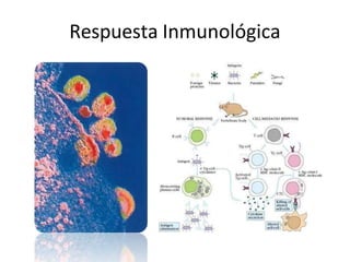 Respuesta Inmunológica
 