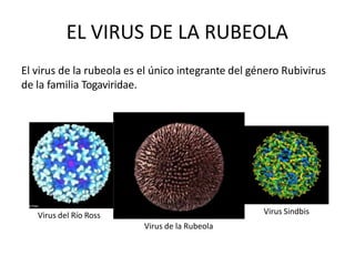 El virus de la rubeola es el único integrante del género Rubivirus
de la familia Togaviridae.
EL VIRUS DE LA RUBEOLA
Virus del Río Ross Virus Sindbis
Virus de la Rubeola
 
