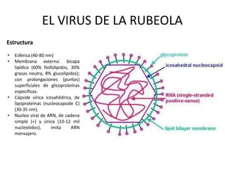 Estructura
• Esférica (40-80 nm)
• Membrana externa: bicapa
lipídica (60% fosfolípidos, 30%
grasas neutra, 8% glucolípidos);
con prolongaciones (puntas)
superficiales de glicoproteínas
específicas.
• Cápside vírica icosahédrica, de
lipoproteínas (nucleocapside C)
(30-35 nm).
• Nucleo viral de ARN, de cadena
simple (+) y única (10-12 mil
nucleotidos), imita ARN
mensajero.
EL VIRUS DE LA RUBEOLA
 