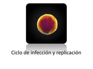 Ciclo de infección y replicación
 