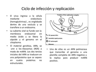 • El virus ingresa a la célula
mediante endocitosis
(hemaglutininas) , es englobado
dentro de una vesícula y se
transfiere a un endosoma.
• La cubierta viral se funde con la
medio ácido y se libera
cápside y el genoma en
membrana endosomal en
la
el
citoplasma.
• El material
une a los
genético, ARN, se
ribosomas (RER) a
modo de mARN. Los dos tercios
iniciales del ARN se traducen en
una poliproteína que se separa
en cuatro proteínas no
estructurales.
Ciclo de infección y replicación
• Una de ellas es un ARN polimerasa
que transcribe el genoma a una
plantilla completa de ARN negativo y
lo replica para producir mARN
positivo.
 