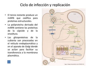 Ciclo de infección y replicación
• El tercio restante produce un
mARN que codifica para
proteínas estructurales.
• La poliproteína derivada del
mARN contiene las proteínas
de la cápside y de la
envoltura.
• Las glicoproteínas de la
cubierta son procesadas en
el retículo endoplasmático y
en el aparato de Golgi donde
se acilan para facilitar su
transferencia a la membrana
plasmática.
 