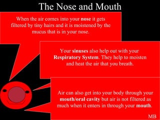The Nose and Mouth When the air comes into your  nose  it gets filtered by tiny hairs and it is moistened by the mucus that is in your nose.  Your  sinuses  also help out with your  Respiratory System . They help to moisten and heat the air that you breath. Air can also get into your body through your mouth/oral cavity  but air is not filtered as much when it enters in through your  mouth .  MB 