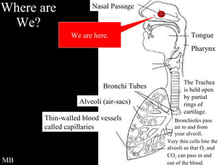 Where are We? We are here. MB Nasal Passage Bronchi Tubes Alveoli (air-sacs) Thin-walled blood vessels called capillaries Very thin cells line the alveoli so that O 2  and CO 2  can pass in and out of the blood. Bronchioles pass air to and from your alveoli. The Trachea is held open by partial rings of cartilage. Tongue Pharynx 