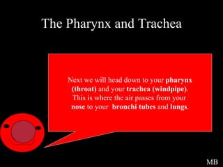 The Pharynx and Trachea Next we will head down to your  pharynx (throat)  and your  trachea (windpipe) . This is where the air passes from your  nose  to your  bronchi tubes  and  lungs . MB 