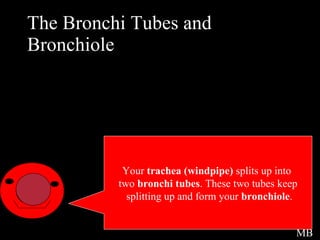 The Bronchi Tubes and Bronchiole  Intro Your  trachea (windpipe)  splits up into  two  bronchi tubes . These two tubes keep splitting up and form your  bronchiole . MB 