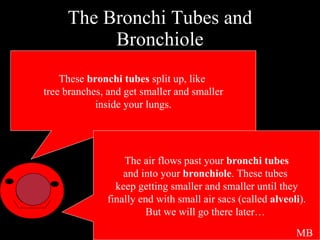 The Bronchi Tubes and Bronchiole These  bronchi tubes  split up, like  tree branches, and get smaller and smaller inside your lungs. The air flows past your  bronchi tubes and into your  bronchiole . These tubes  keep getting smaller and smaller until they finally end with small air sacs (called  alveoli ). But we will go there later…  MB 
