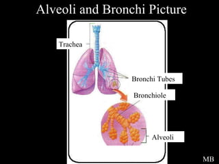 Alveoli and Bronchi Picture Trachea Bronchi Tubes Bronchiole Alveoli MB 
