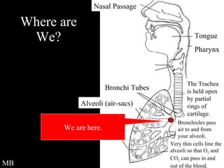 Where are We? We are here. MB Nasal Passage Bronchi Tubes Alveoli (air-sacs) Thin-walled blood vessels called capillaries Very thin cells line the alveoli so that O 2  and CO 2  can pass in and out of the blood. Bronchioles pass air to and from your alveoli. The Trachea is held open by partial rings of cartilage. Tongue Pharynx 