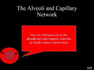 The Alveoli and Capillary Network Now we will head over to the  alveoli  and what happens when the air finally makes it down there. MB 