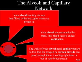 The Alveoli and Capillary Network Your  alveoli  are tiny air sacs that fill up with air/oxygen when you  breath in. Your  alveoli  are surrounded by many tiny blood vessels called capillaries .  The walls of your  alveoli  (and  capillaries ) are so thin that the  oxygen  or  carbon dioxide  can  pass through them, traveling right into, or out of your blood stream. MB 