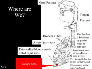 Where are We? We are here. MB Nasal Passage Bronchi Tubes Alveoli (air-sacs) Thin-walled blood vessels called capillaries Very thin cells line the alveoli so that O 2  and CO 2  can pass in and out of the blood. Bronchioles pass air to and from your alveoli. The Trachea is held open by partial rings of cartilage. Tongue Pharynx 
