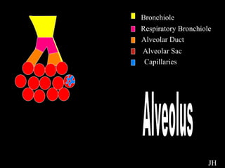 Alveolus Bronchiole Respiratory Bronchiole Alveolar Duct Alveolar Sac Capillaries Alveolus JH 