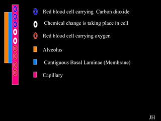 Chemicals JH Red blood cell carrying  Carbon dioxide Chemical change is taking place in cell Red blood cell carrying oxygen Alveolus Contiguous Basal Laminae (Membrane) Capillary 