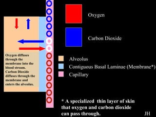 Diffusion Oxygen Carbon Dioxide Alveolus Contiguous Basal Laminae (Membrane*) Capillary JH * A specialized  thin layer of skin that oxygen and carbon dioxide can pass through. Oxygen diffuses through the membrane into the blood stream. Carbon Dioxide diffuses through the membrane and enters the alveolus. 