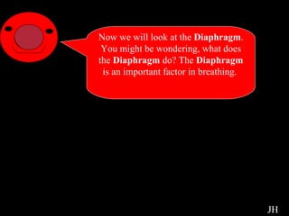 Intro to Diaphragm Now we will look at the  Diaphragm . You might be wondering, what does the  Diaphragm  do? The  Diaphragm  is an important factor in breathing.  JH 